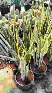#ต้นลิ้นมังกรทอง #Sansevieria trifasciata Laurentii) ซึ่งเป็นหนึ่งในสายพันธุ์ของต้นลิ้นมังกร ข้อมูลเพิ่มเติมเกี่ยวกับต้นลิ้นมังกรทอง: ลักษณะเด่น: มีใบยาวเรียวตั้งตรง สีเขียวเข้ม มีแถบสีเหลืองทองบริเวณขอบใบ ประโยชน์: เป็นไม้ประดับที่ช่วยฟอกอากาศภายใน