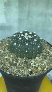 แอสโตร ยามาโมโตะพูแทรก แอสโตรวีเว้า คัดสวย