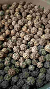 Biji Jenitri - genitri - Jenitrie seeds - biji india - bahan kerajinan