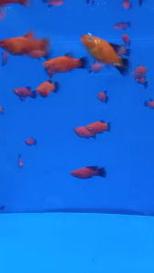 Lọc Vi Sinh BIO SOBO XY-180 (Loại Size Vừa). Phụ Kiện Hồ Cá Lọc Vi Sinh SOBO XY-180