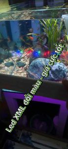 Bóng Đèn Led XML 2 Hàng Bóng XML-60. Đèn Led Thủy Tinh Xuanmeilong Chuyên Dụng Cho Cá Cảnh. Phụ Kiện Hồ Cá Bóng Đèn Led 2 Hàng Bóng XML-60