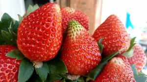 สตรอเบอร์รี่พันธุ์อเมริการวมไซส์ 500 กรัม