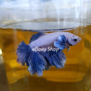 Rosetail Dumbo Halfmoon Betta