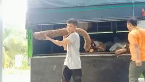 5kg bạc hà núi đào ơ núi Cô Tô