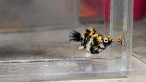 Red Head Balloon Molly Fish(Female) 红头短身气球茉莉鱼(母)❗️(Not random fish)❗️Fish same as order❗️42