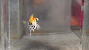 Red Head Balloon Molly Fish(Female) 红头短身气球茉莉鱼(母)❗️(Not random fish）❗️Fish same as order❗️42