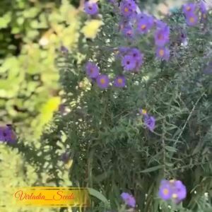 [Virladia Seeds] 150 Biji Benih Bunga Aster Sky Blue