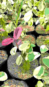 Snow Bush/Monaica Plant 2pcs