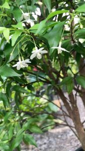 Cây mai chiếu thuỷ - hoa thơm