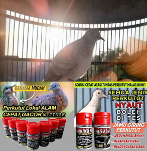 JAMU GIRING PERKUTUT pil perkutut super raja gacor jago manggung bocor lokal bangkok pakan phoenix madura koong super kuong bio ginseng nutro bird superfit premium sangkar kandang nagata juara super n  ebod milet krodong kidaris warisan leluhur jos jpj d2