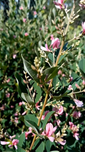 นีออนฟิลิปปินส์ กระถาง 11 นิ้ว ไม้กระถางต้นสวยและแข็งแรง (กทม)