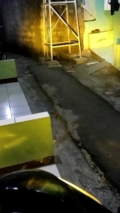 LAMPU LED H6 MODEL LASER 8V-80V AC&DC KAKI SATU UNIVERSAL MOTOR