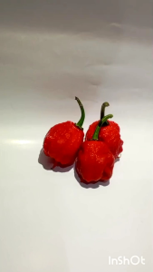 Cabai Carolina Reaper Red Terpedas Nomor 1 di Dunia