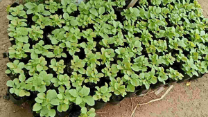 ต้น มะเขือเปราะขาว (️ซื้อ3ต้น แถม1ต้น️)#คัดสวยๆ (พร้อมส่ง️)