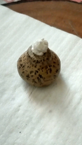 Batu bulibuli warna coklat asli