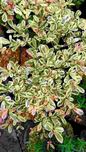 Variegated Sea Almond Tree / 斑叶海杏树 / Ketapang Kencana Varigata / चितकबरा कटप्पा पेड़ (Singapore: Variegated Ketapang) –