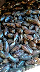 cangkang kerang laut - kerang Kelengkeng hitam - 1 kg - perlengkapan akuarium - bahan kerajinan tangan - aneka kerang laut