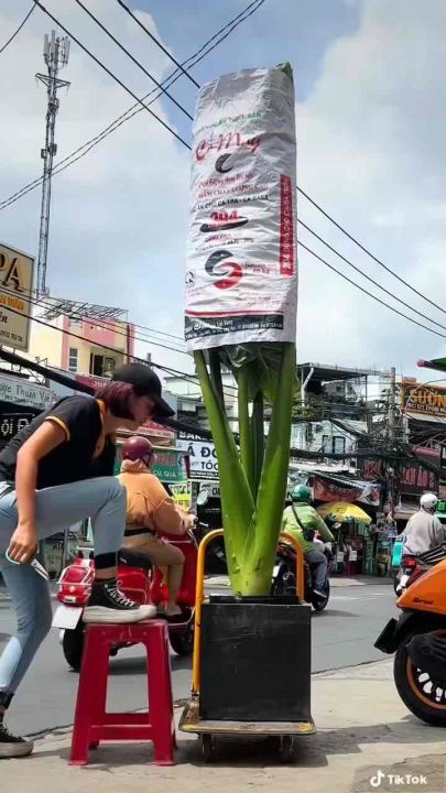 Cây ráy voi trồng cảnh(hàng đẹp) mua 5 tặng1 gốc nhỏ