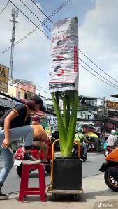 Cây ráy voi (củ giống to có rễ)