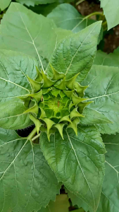 Bibit Tanaman Bunga Matahari