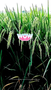 benih padi simbok MENTES original kemasan 1kg