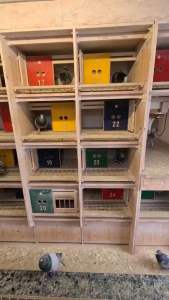 TELUR BURUNG DARA BALAP MERPATI BALAP