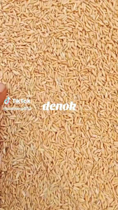 Benih Padi SIDENOK SUPER Kemasan 1KG