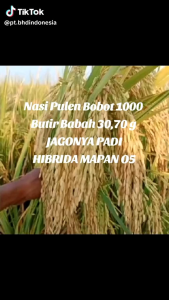 BENIH/BIBIT PADI MAPAN P 05 UNGGULAN 5KG