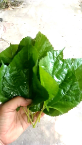 ใบหม่อนเก็บสด ชุด 100 ใบ