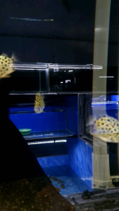 Green Spotted Scat/Ornamental fish/Freshwater/Readystock