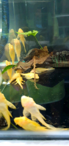 Red Eye Pleco/Ornamental fish/Freshwater/Readystock