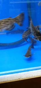 Columbia Wood Catfish/Ornamental fish/Freshwater/Readystock