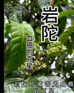 (Ready Stock)Leea Indica /Daun Memali /岩陀叶(有机&天然/Organic)0号100粒/capsules)送茶包