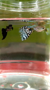 Guppy random warna (3pasang)