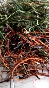 Utuh akar daun putri malu segar atau putrimalu 200 gram