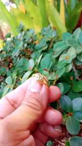 แหวนทองเหลืองลายหัวใจเล็ก