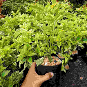 TANAMAN HIAS MINA BATIK MACAN / MIANA DAUN KUNING