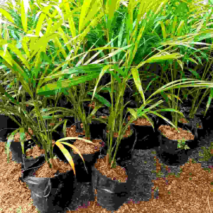 TANAMAN HIAS PALEM KUNING / POHON PALM KUNING Tanaman Penghias Ruangan Tinggi 35-50 Cm - Lazada