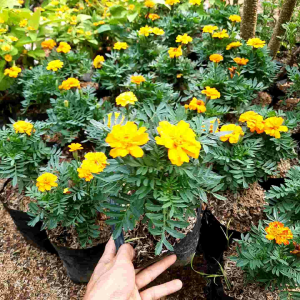 TANAMAN HIAS MERRY GODL / POHON AMARIGOLD