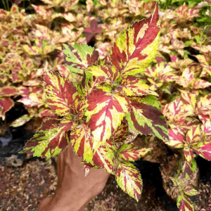 Tanaman Hias Miana Merah Batik: Dekorasi Unik & Cantik