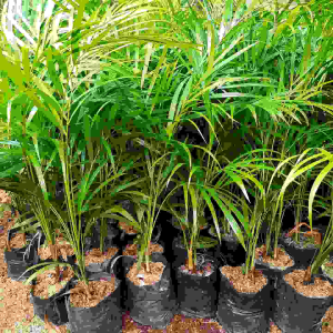 Bibit Tanaman Hias Palam Kuning / Pohon Palem Kuning / Palem Kuning Murah