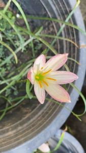 ฉ.หัวดอกบัวดิน Chamelen หัวละ 15 บาท