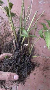 cây rau dớn siêu to (nhanh đẻ nhánh)