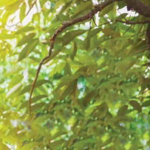 เวก้า2 สาหร่ายอะมิโน สะสมอาหาร ผลสวย เนื้อแน่น ใช้ได้ทุกช่วงของพืช