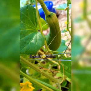 5 BIJI BENIH MELON BANANA MUSKMELON