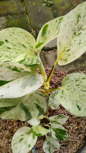 Marble Pothos Variegata / 大理石黄金葛 / Sirih Gading Varigata / संगमरमर मनी प्लांट (Singapore: Marble Money Plant) – Air-Grow