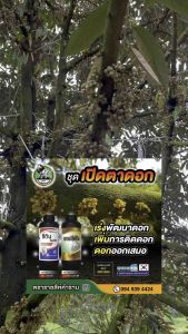 ชุดเปิดตาดอก ตราราชสีห์คำราม ซีติน1L + ราชสีห์โบ 1L