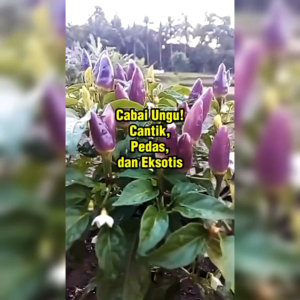 8 BIJI BENIH CABE UNGU/PURPLE PEPPER (REPACK)