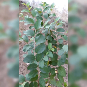 BIJI BENIH TANAMAN BIDARA ARAB SUDAH DI KUPAS