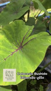 โคโลคาเซีย บูชิโด ( Colocasia Bushido ) ไม้ประดับ ไม้ฟอกอากาศ ไม้มงคล ต้นไม้ บอนสี ไม้ด่าง จัดสวน ต้นไม้แต่งสวน ราคาถูก ถูกสุดๆ ต้นบอนหายาก ไม้ประดับหายาก